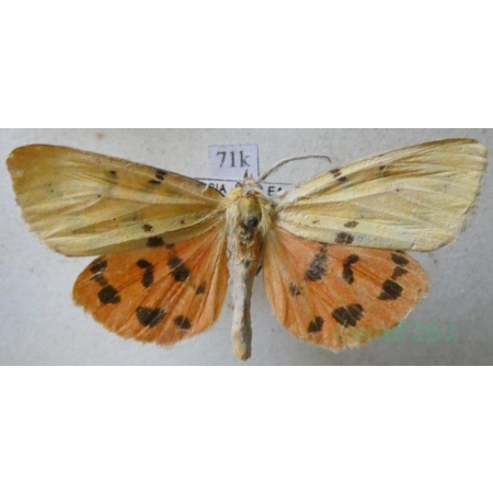 Diacrisia amurensis (Bremer, 1861) male Russia71k